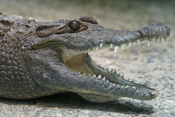 Con la presa entre los dientes: captan en video al cocodrilo que mató a un hombre