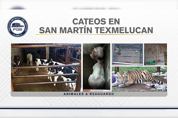 FGE catea 4 inmuebles relacionados con “el Loco Téllez”; encuentran hasta un tigre