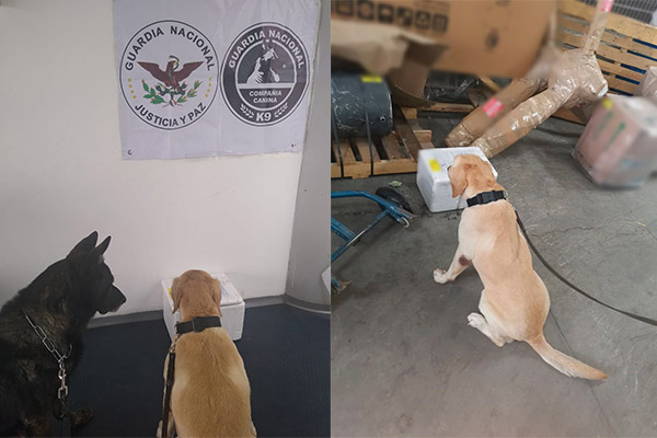 Equipo K9 de la Guardia Nacional halla droga en paquetería de Puebla