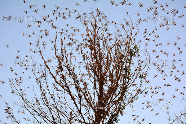 Enjambres de langostas invaden 10,389 hectáreas en China