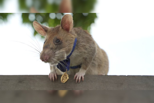 Condecoran con medalla de oro a rata gigante por salvar vidas en Camboya