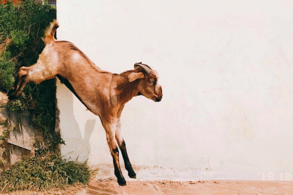 Una cabra aprende a caminar sobre sus patas traseras en la India