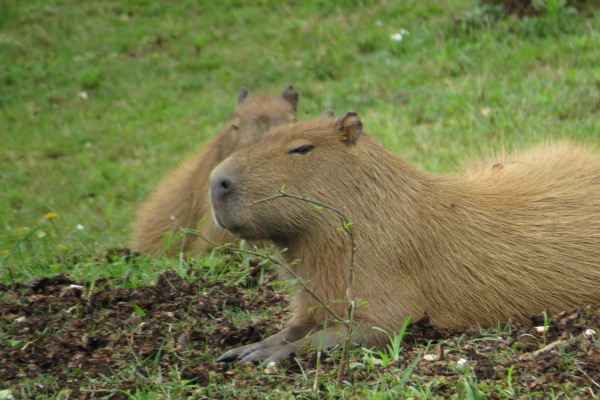 Capibara, el roedor amigo de todos los animales